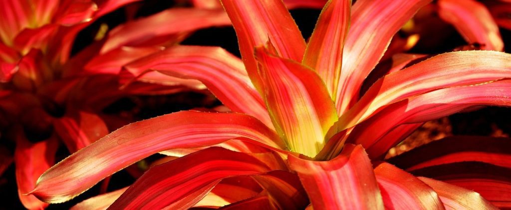 Beautiful Bromeliads